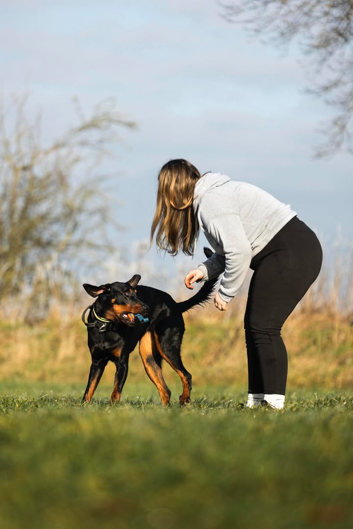 ASCENDK9 Professional Dog Training Services