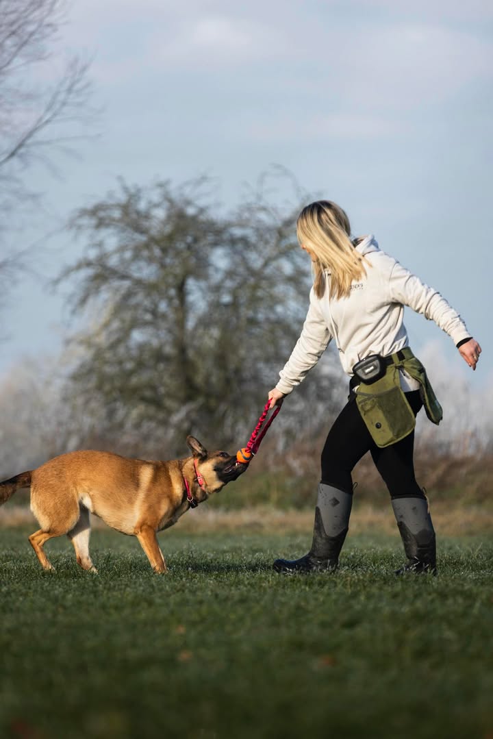 ASCENDK9 Professional Dog Training Services