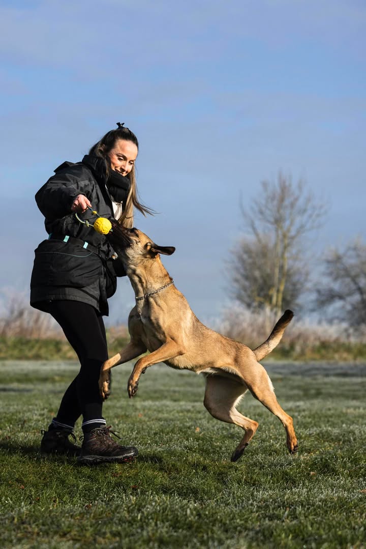 ASCENDK9 Professional Dog Training Services