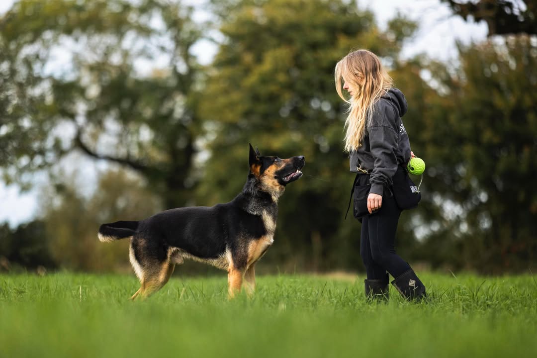 ASCENDK9 Professional Dog Training Services